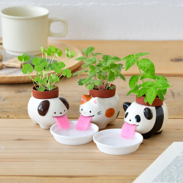 Peropon Plant - Growing Garden - cat, dog, and panda on display